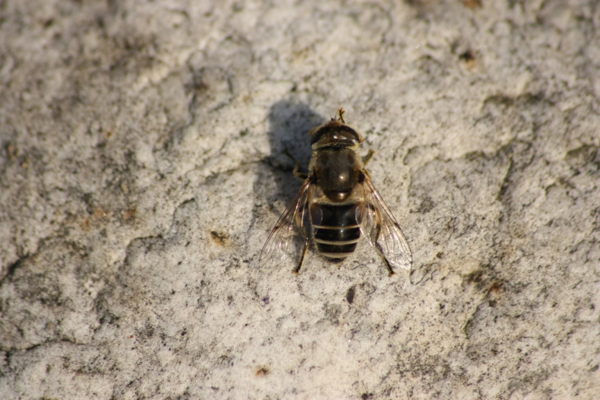 Eristalis sp.